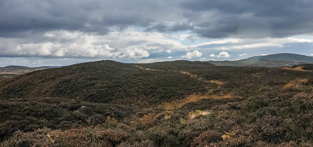 Naddle Low Forest